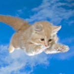 Pets on planes to sex toys: the year's quirkiest business stories